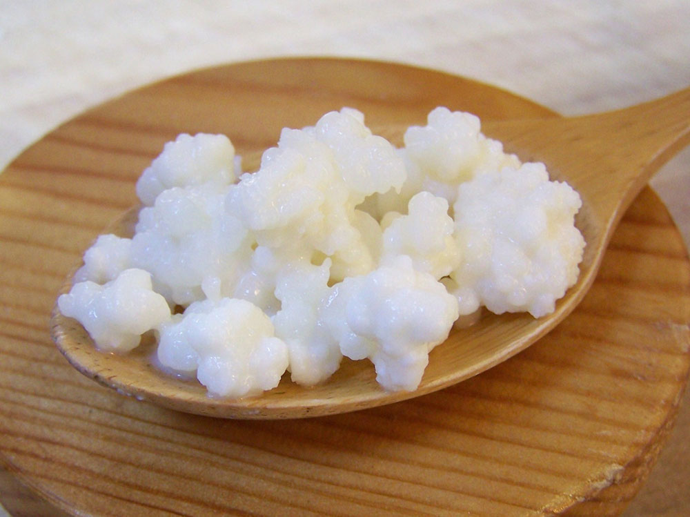 Mllk Kefir Grains (10 days) withinnTamilnadu